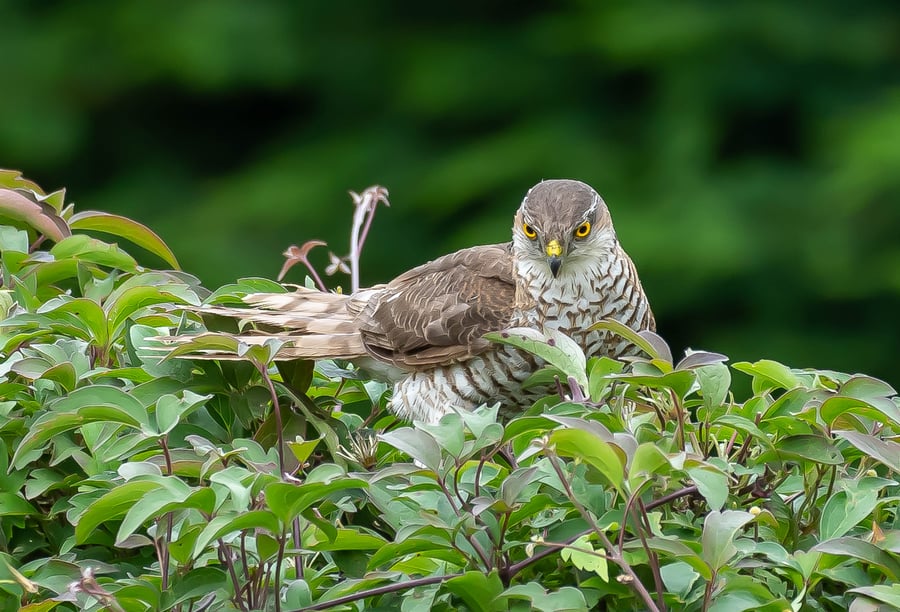 Sparrow Hawk 'At Rest' Limited Edition Hand-Signed Photograph