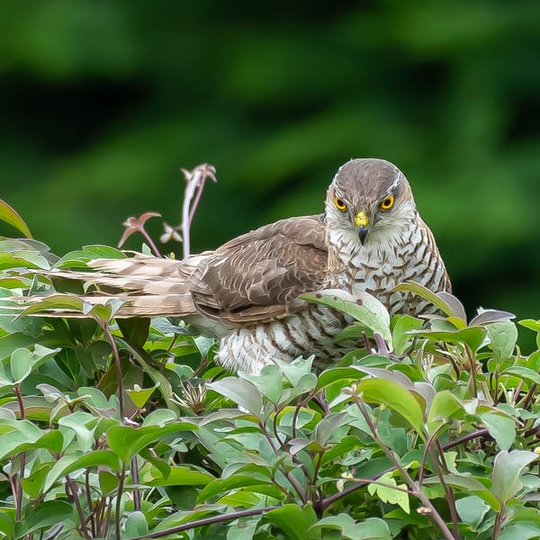 Sparrow Hawk 'At Rest' Limited Edition Hand-Signed Photograph