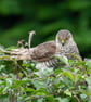 Sparrow Hawk 'At Rest' Limited Edition Hand-Signed Photograph - Image 1