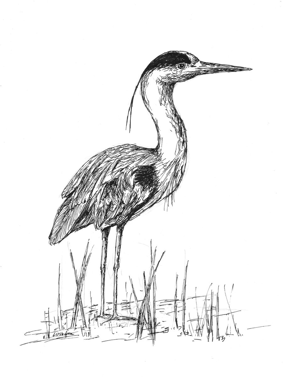 Just waiting... - print of heron from original drawing with mount