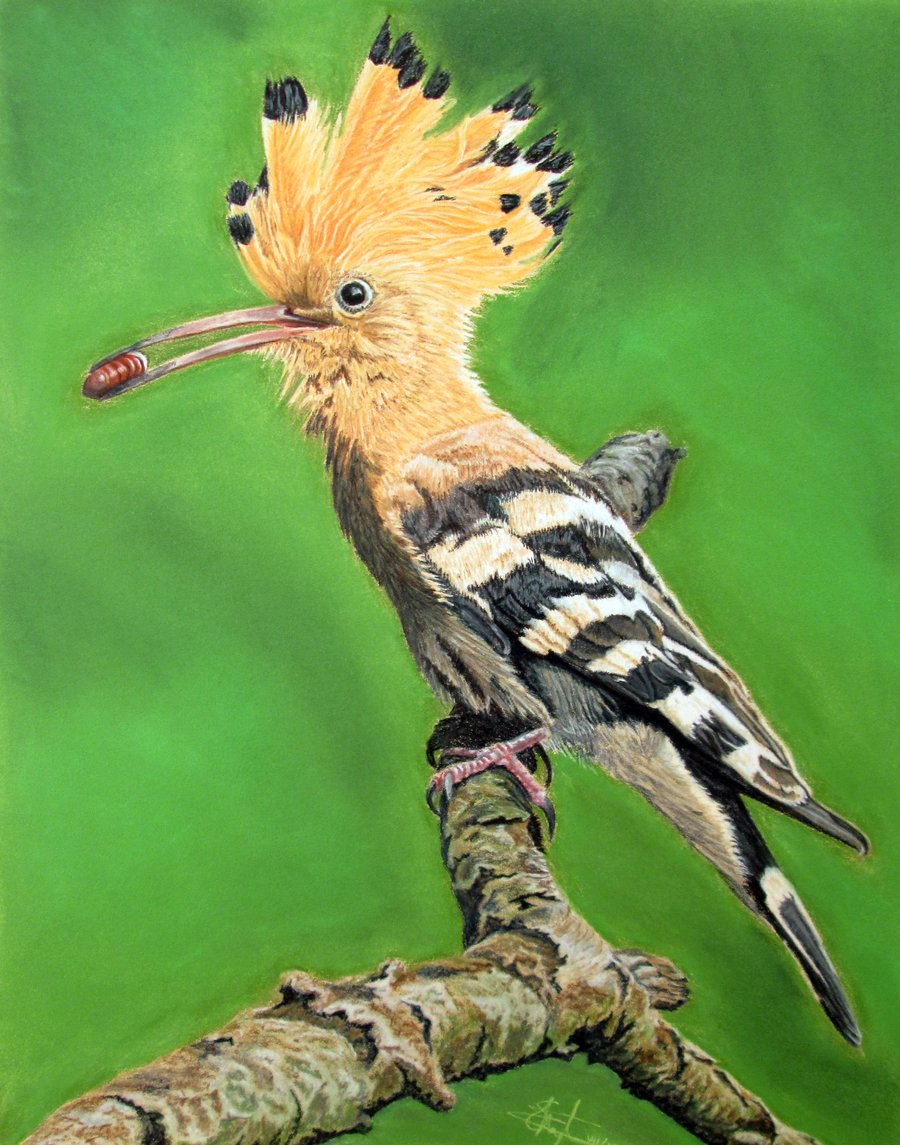 Bird on a Perch: Hoopoe
