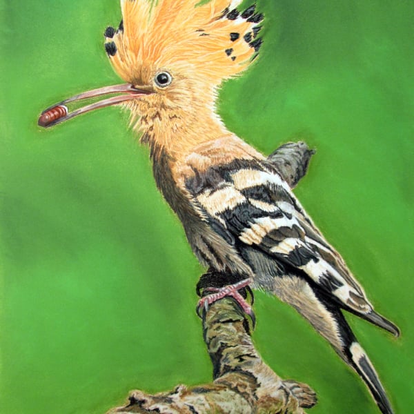 Bird on a Perch: Hoopoe