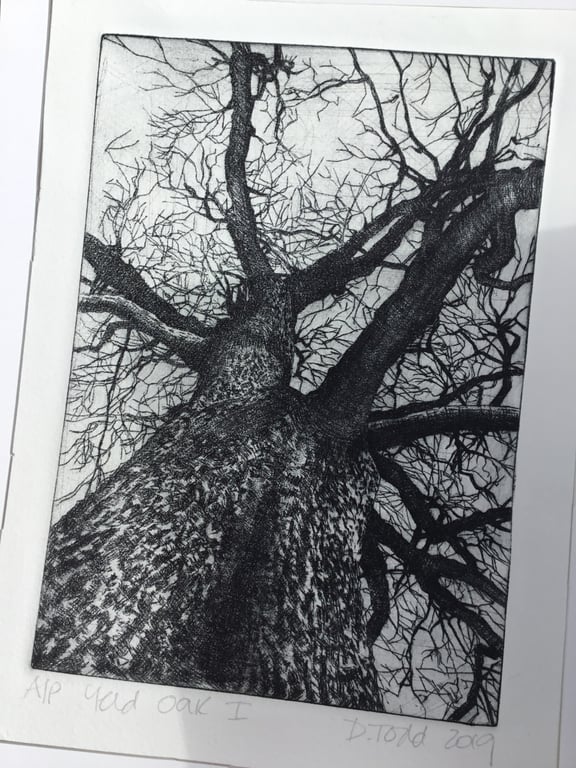 'Yeld Oak 1' original Hand Pulled Print