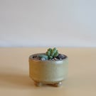 Succulent and cactus pot from series A