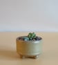 Succulent and cactus pot from series A