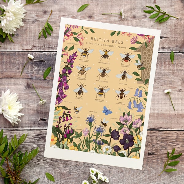'British Bees and Pollinator Friendly Plants' Illustration Print A4 Unframed 