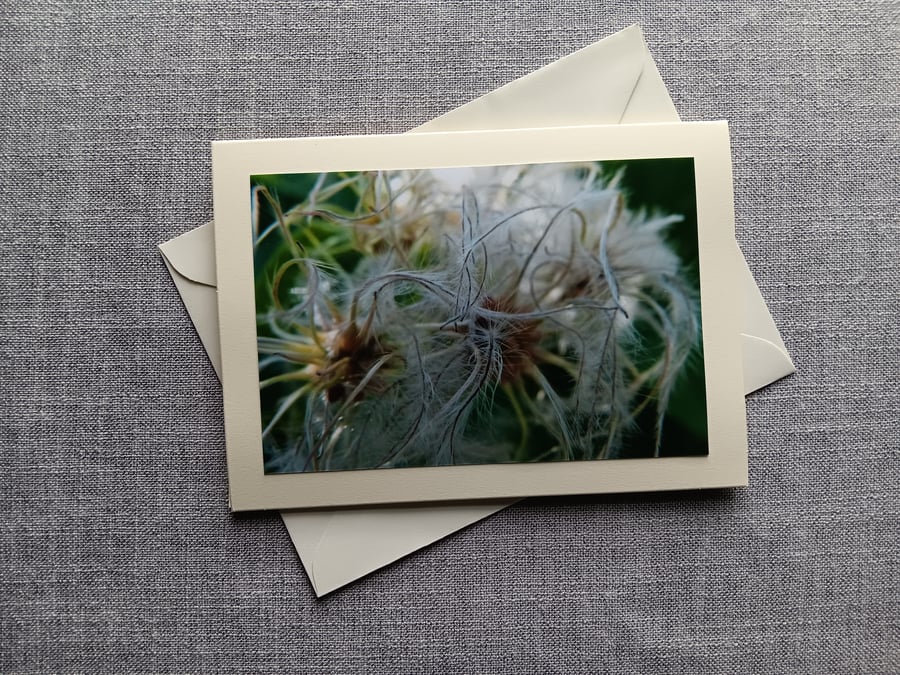 Old Man's Beard Seedhead Large Photographic Card 7" x 5" Blank