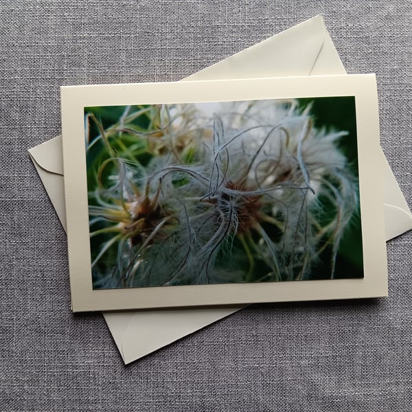 Old Man's Beard Seedhead Large Photographic Card 7" x 5" Blank