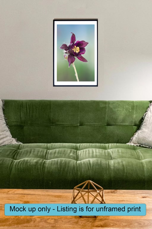 Aquilegia vulgaris flower wall art print