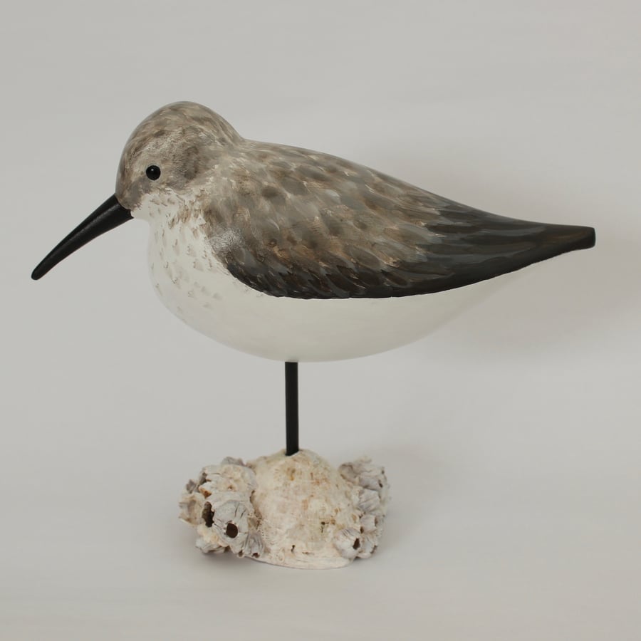 Dunlin on a limpet