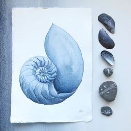 Chambered nautilus original illustration painting shell collection series