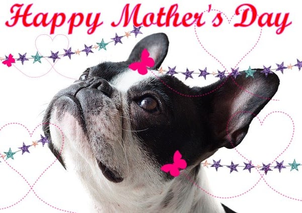 Mother's Day Card French Bulldog  