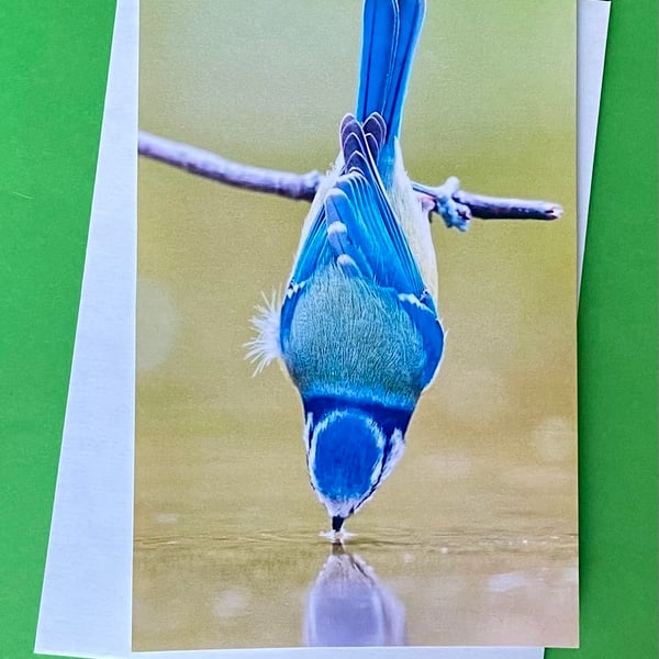 Blue Tit Having a Drink - Photographic Print Greetings Card