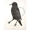 Original lino cut print "Mister Starling" & mount