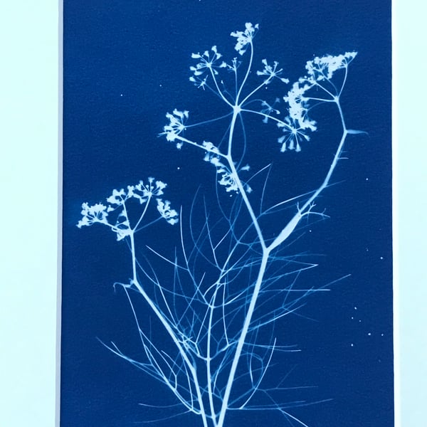 Original Cyanotype Photogram -Bronze Fennel, comes in 1st place.