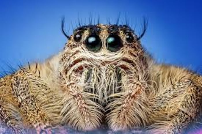 Fluffypaws spider homes