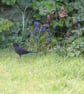 Blackbird Art Print - 5x7 inches - Image 3