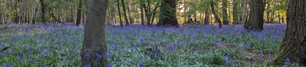 ForestKnots