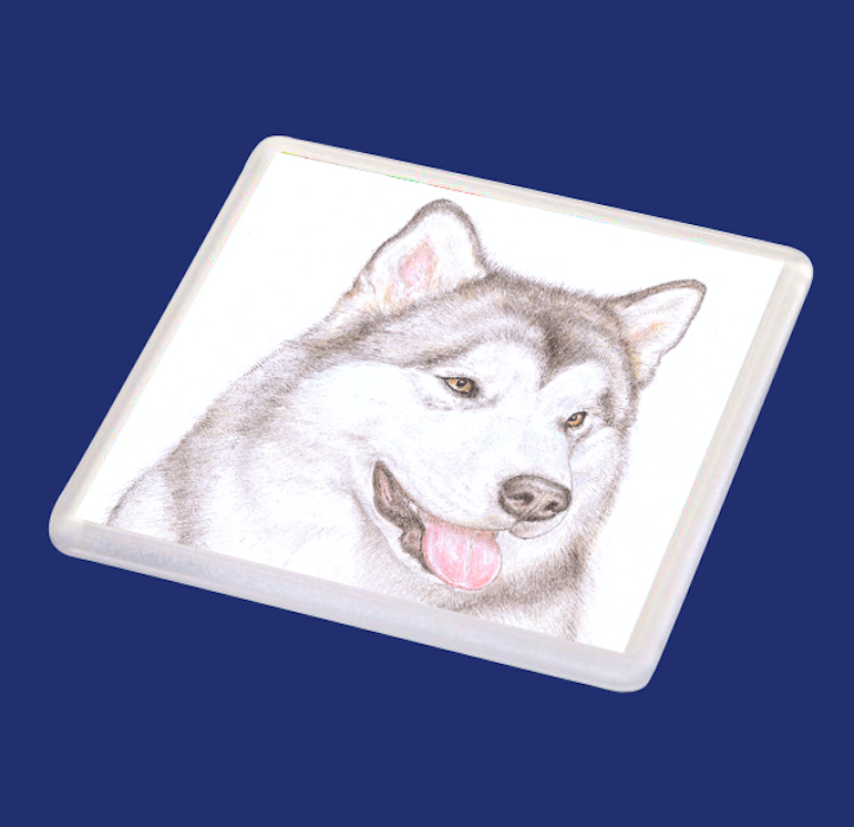 Hugo the Alaskan Malamute - Coaster