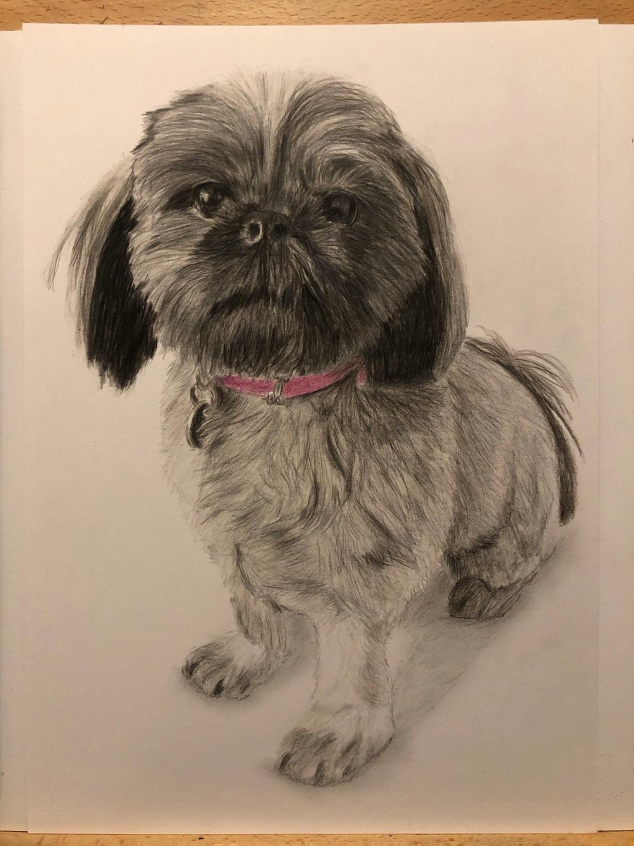A3 Custom Dog Portrait made with Coloured Pencil