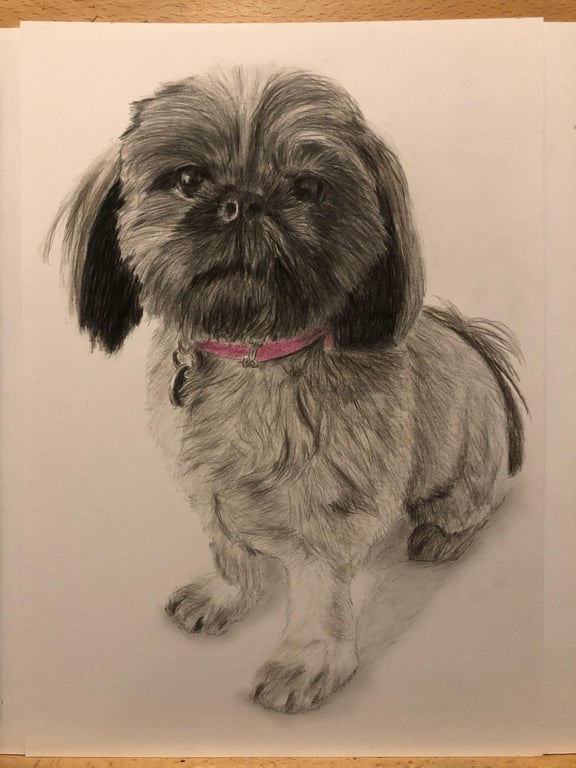 A3 Custom Dog Portrait made with Coloured Pencil