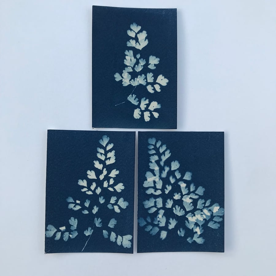 ACEO- Set of 3 Maidenhair Fern Cyanotype Photograms