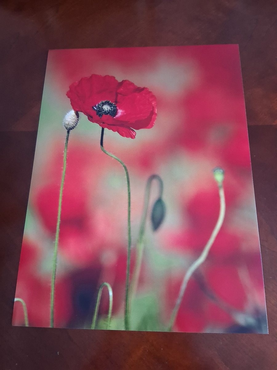 POPPY PHOTOGRAPH - 16x12