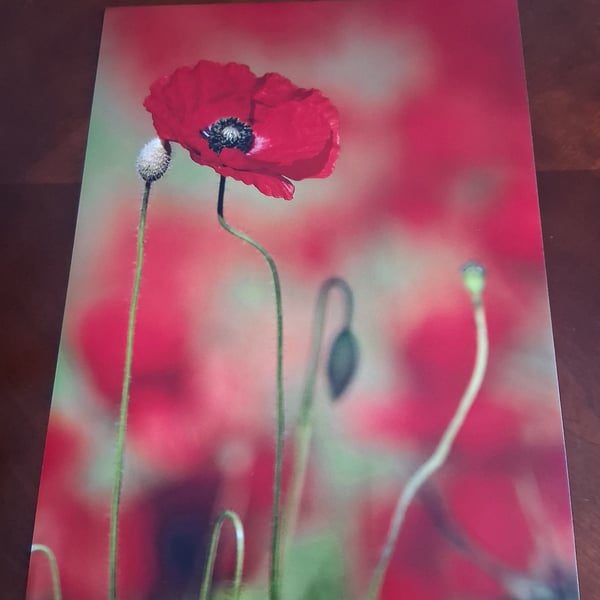 POPPY