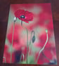 POPPY