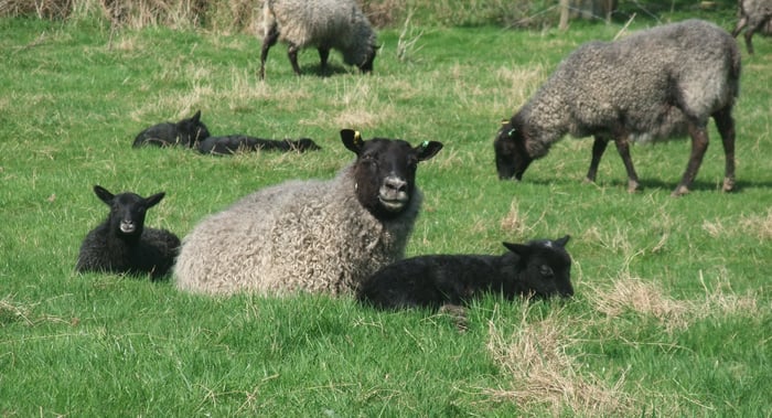 Felsted Fleece