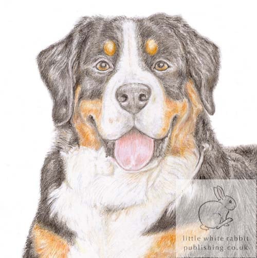 Loki the Bernese Mountain Dog - Blank Card