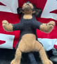 Rottweiler  - Image 5