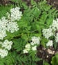 Sweet Cicely in Cyanotype, Botanical gift. Floral Gift - Image 6