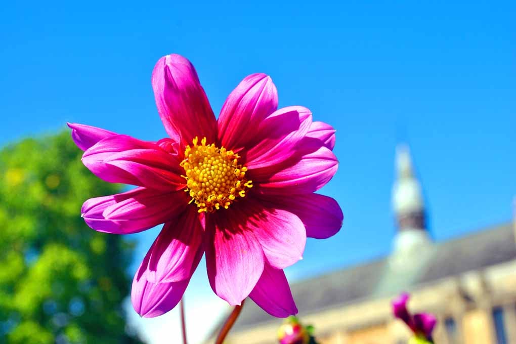 Red Dahila Summer Flowering Plant Photograph Print