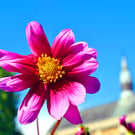 Red Dahila Summer Flowering Plant Photograph Print