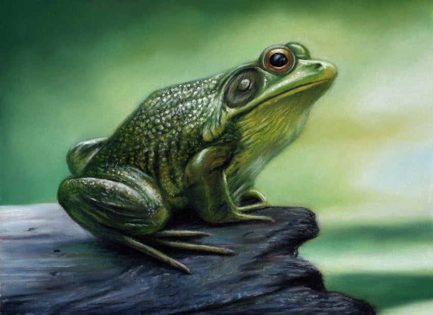 Original Pastel Artwork of a Frog