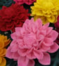 Dahlia - Image 2