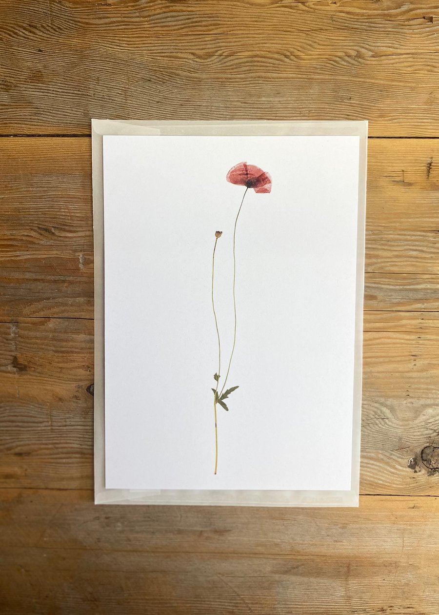 Poppy flower art print