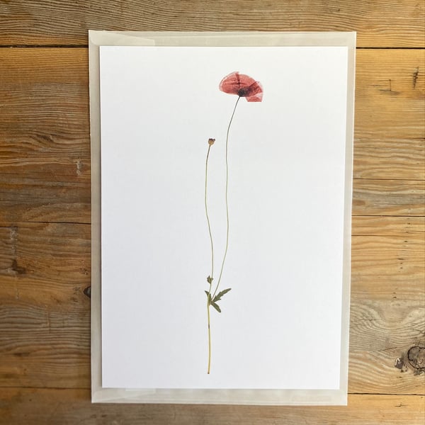 Poppy flower art print