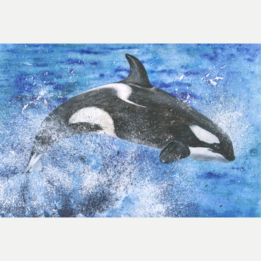 HUGE Poster Print "Leaping Orca" 45" x 30" FREE UK Delivery