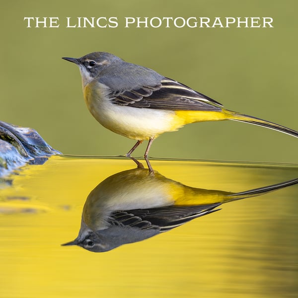 Grey Wagtail print (Limited edition of 10)