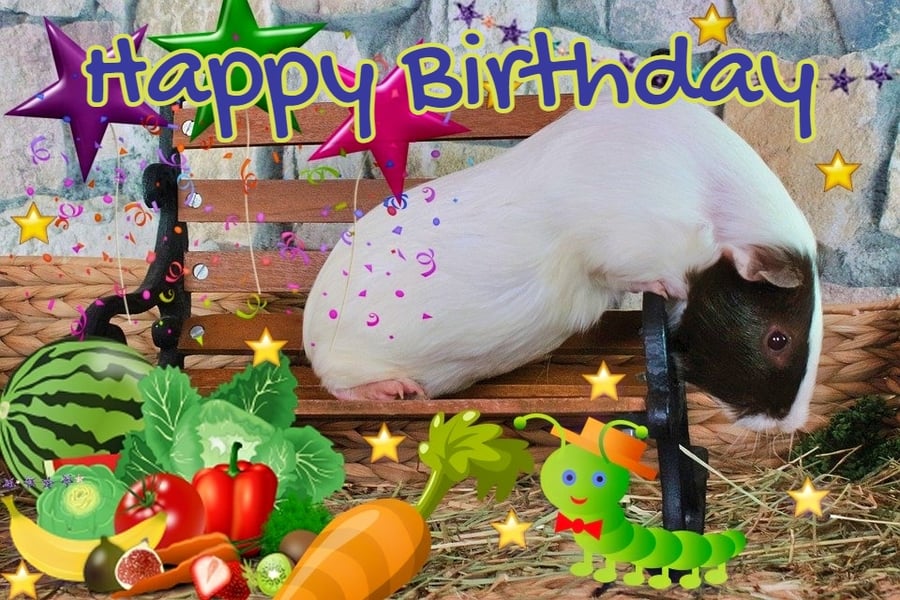 Happy Birthday Fun Guinea Pig Insect Card A5
