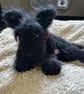 Scottish Terrier pup - Image 2