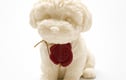 Art Dog Collection