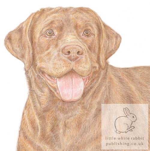 Bruno the Chocolate Labrador - Blank Card