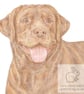 Bruno the Chocolate Labrador - Blank Card - Image 1