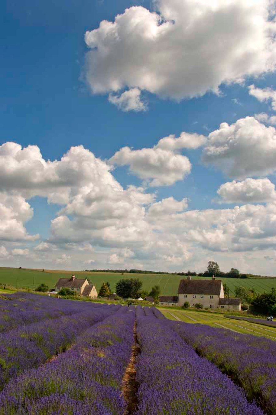 Lavender Field Summer Flowers Cotswolds England Photograph Print