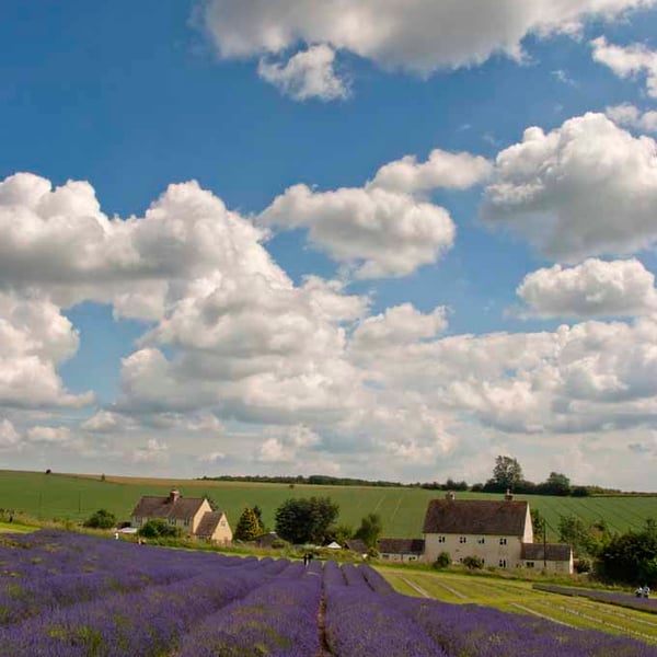 Lavender Field Summer Flowers Cotswolds England Photograph Print