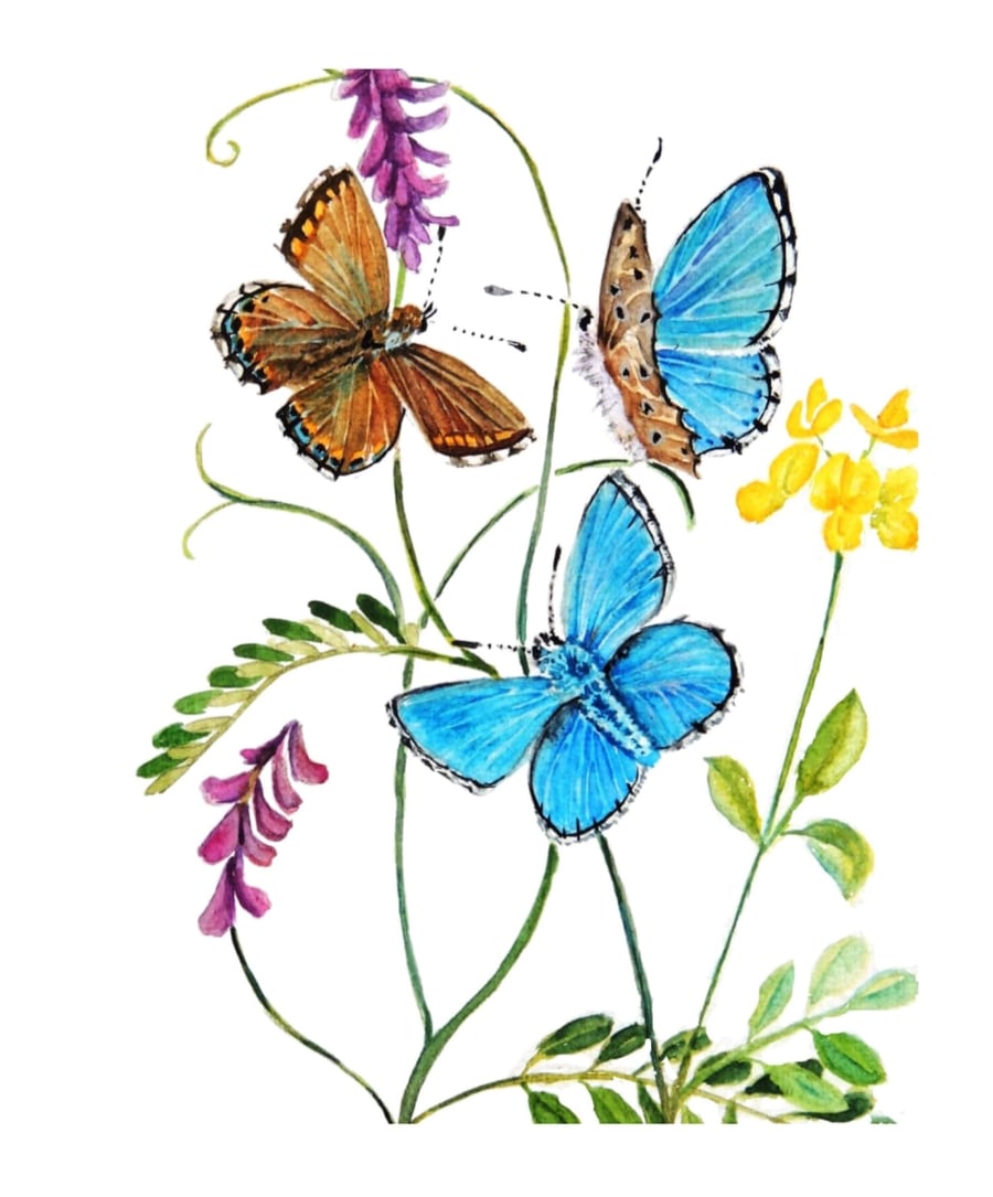  Framed Butterfly and Wild Flower Watercolour Original Painting
