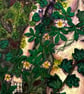 Forest Take Me, Reimagined - Original A4 Dark Botanical Woodland, unframed - Image 3